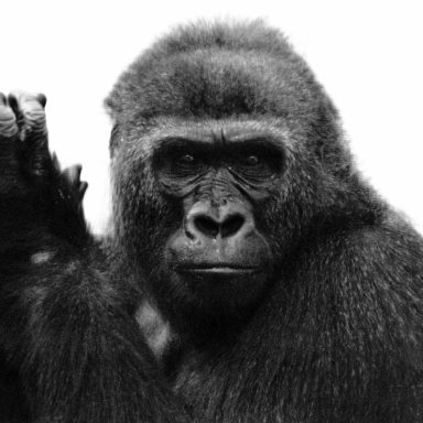 Find a black and white photograph of a seated gorilla.