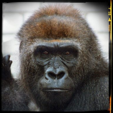 Find a portrait photograph of a gorilla staring at the camera.